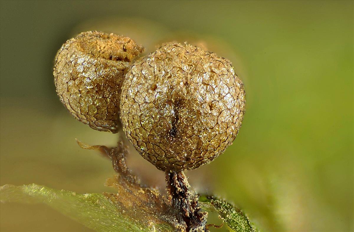 Cribraria argillacea (door Jan Plaisier)