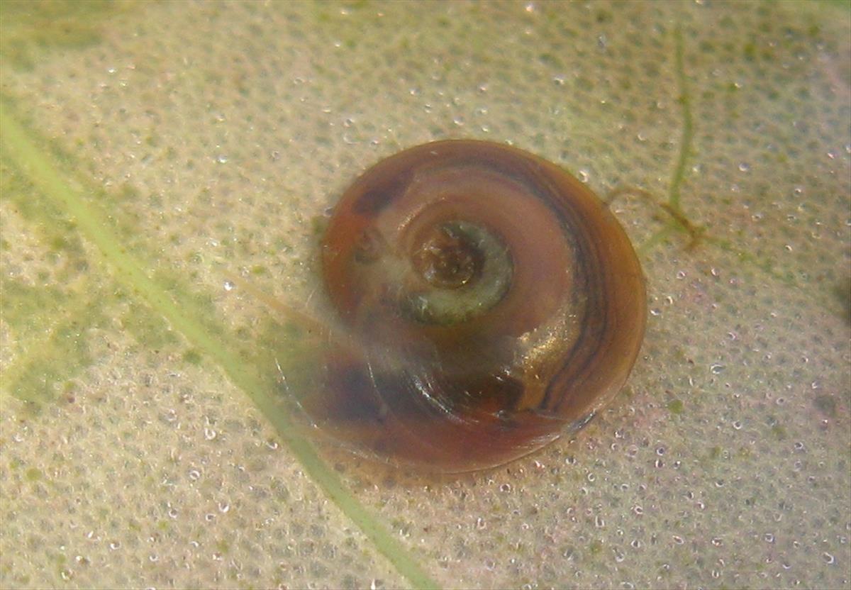 Planorbis carinatus (door David Tempelman)