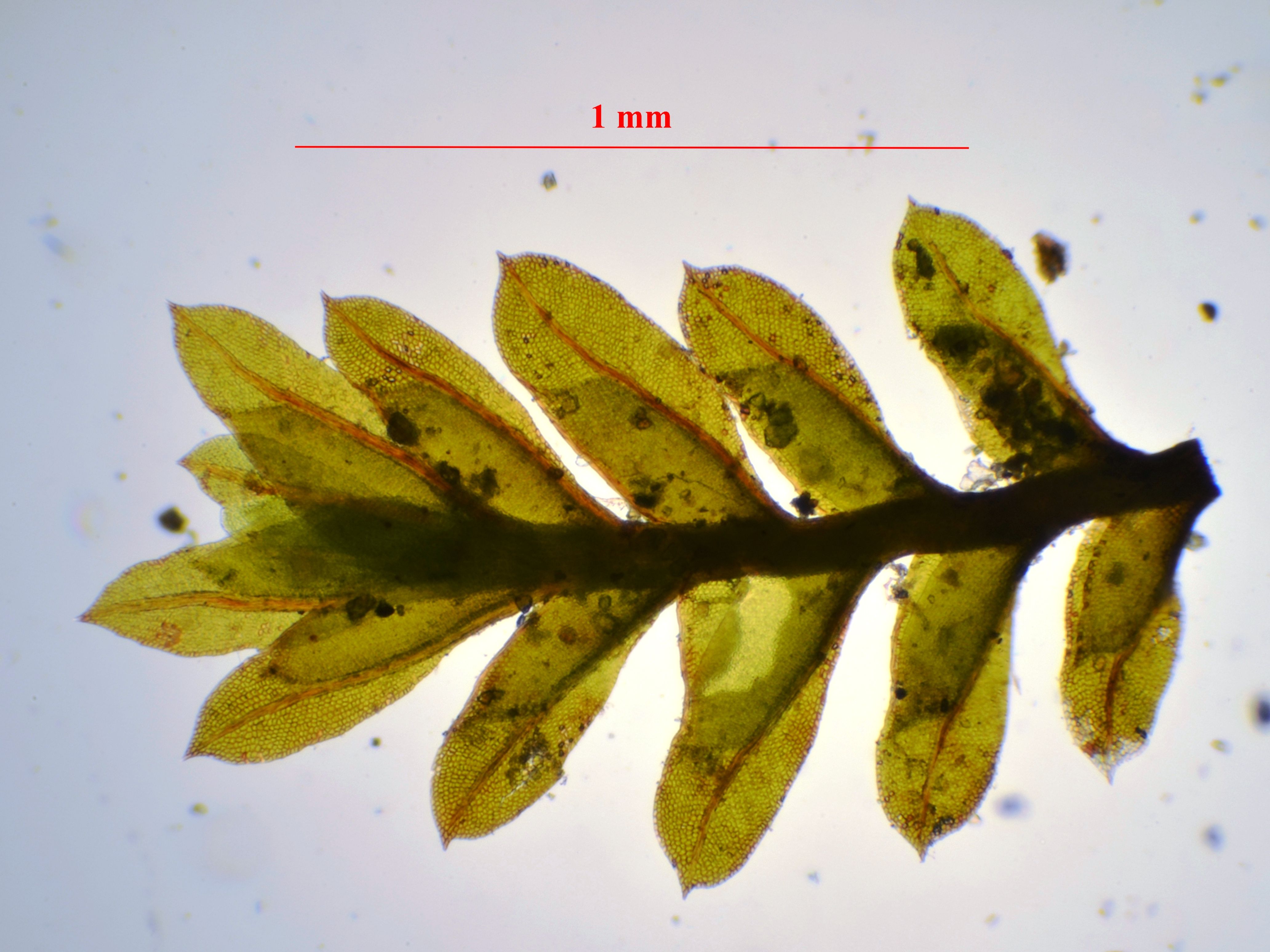 Fissidens bambergeri (door Rudi Zielman)