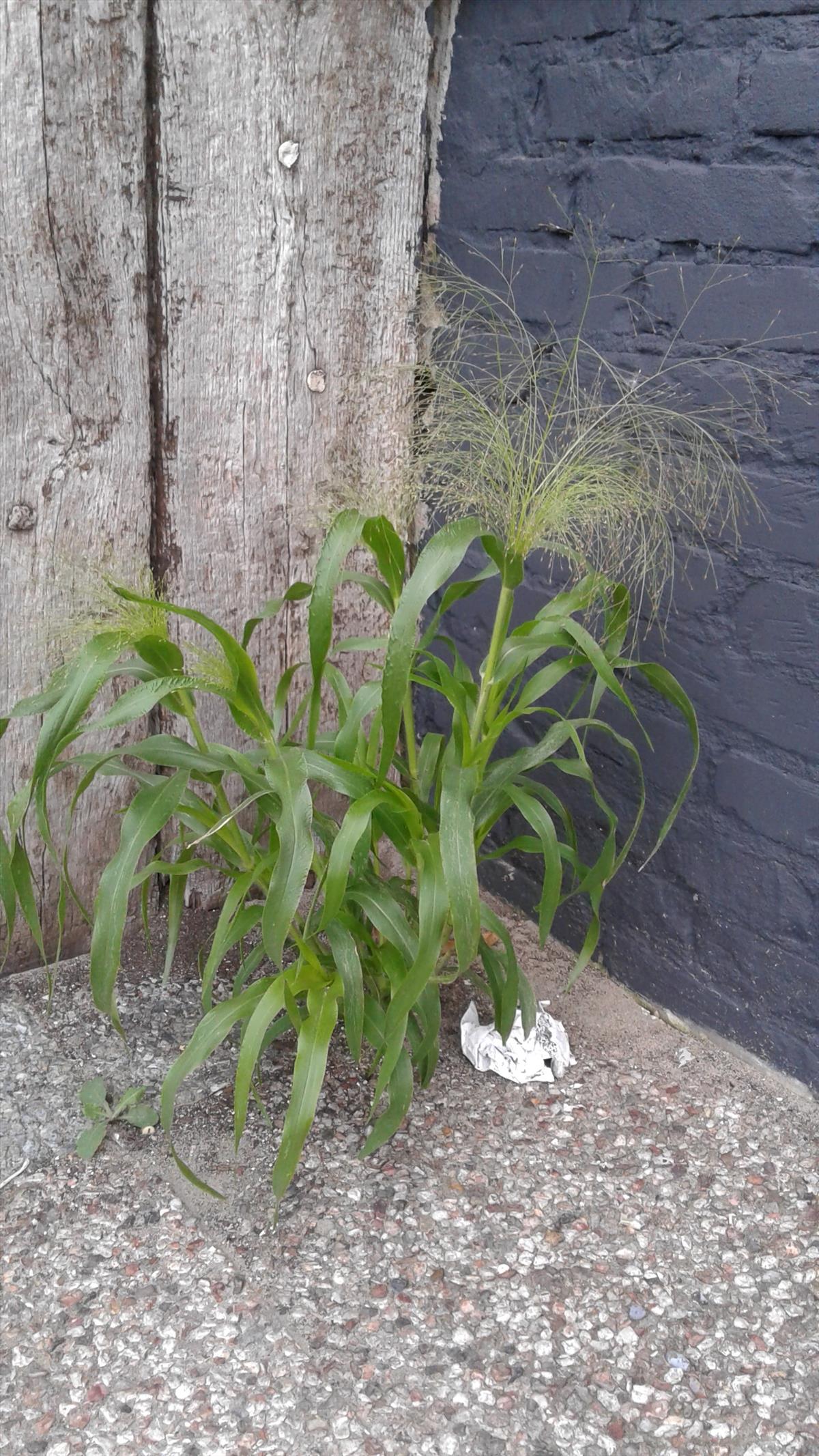 Panicum capillare (door Edwin Dijkhuis)