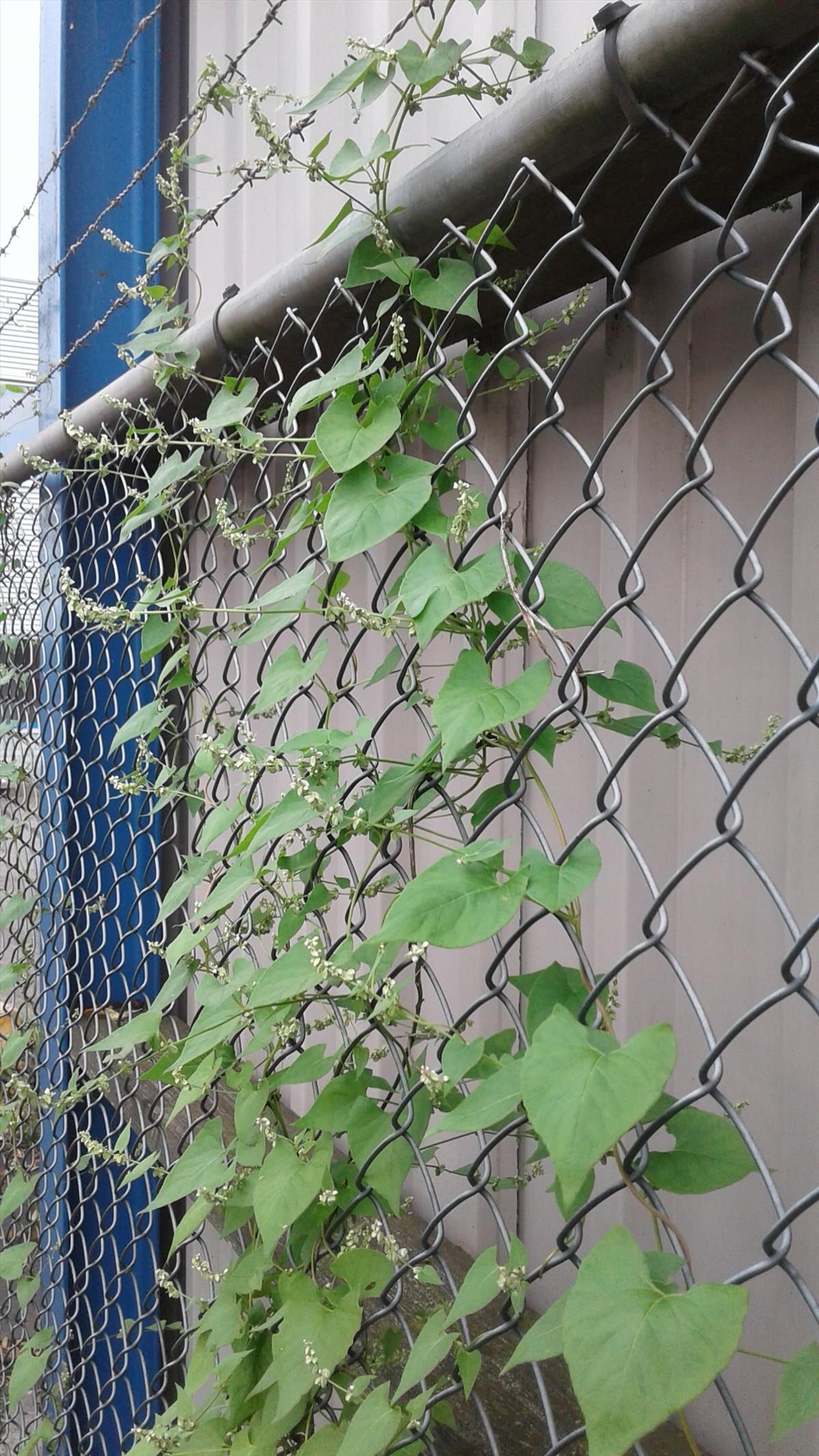 Fallopia dumetorum (door Edwin Dijkhuis)