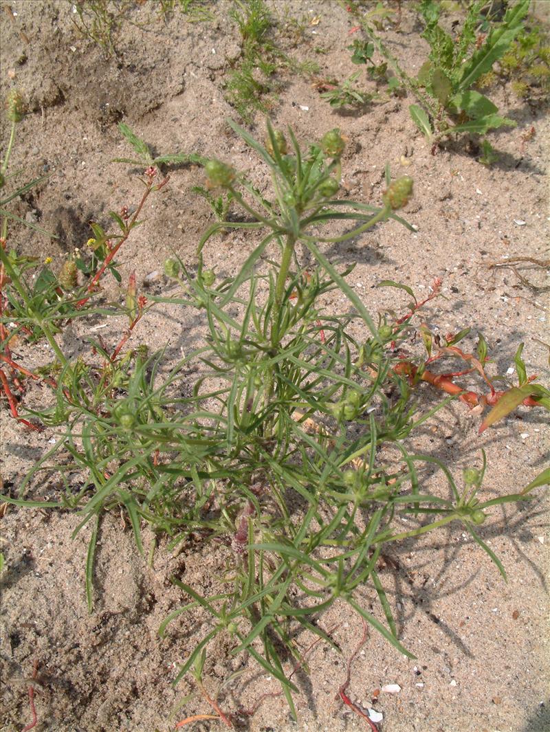 Plantago arenaria (door Adrie van Heerden)