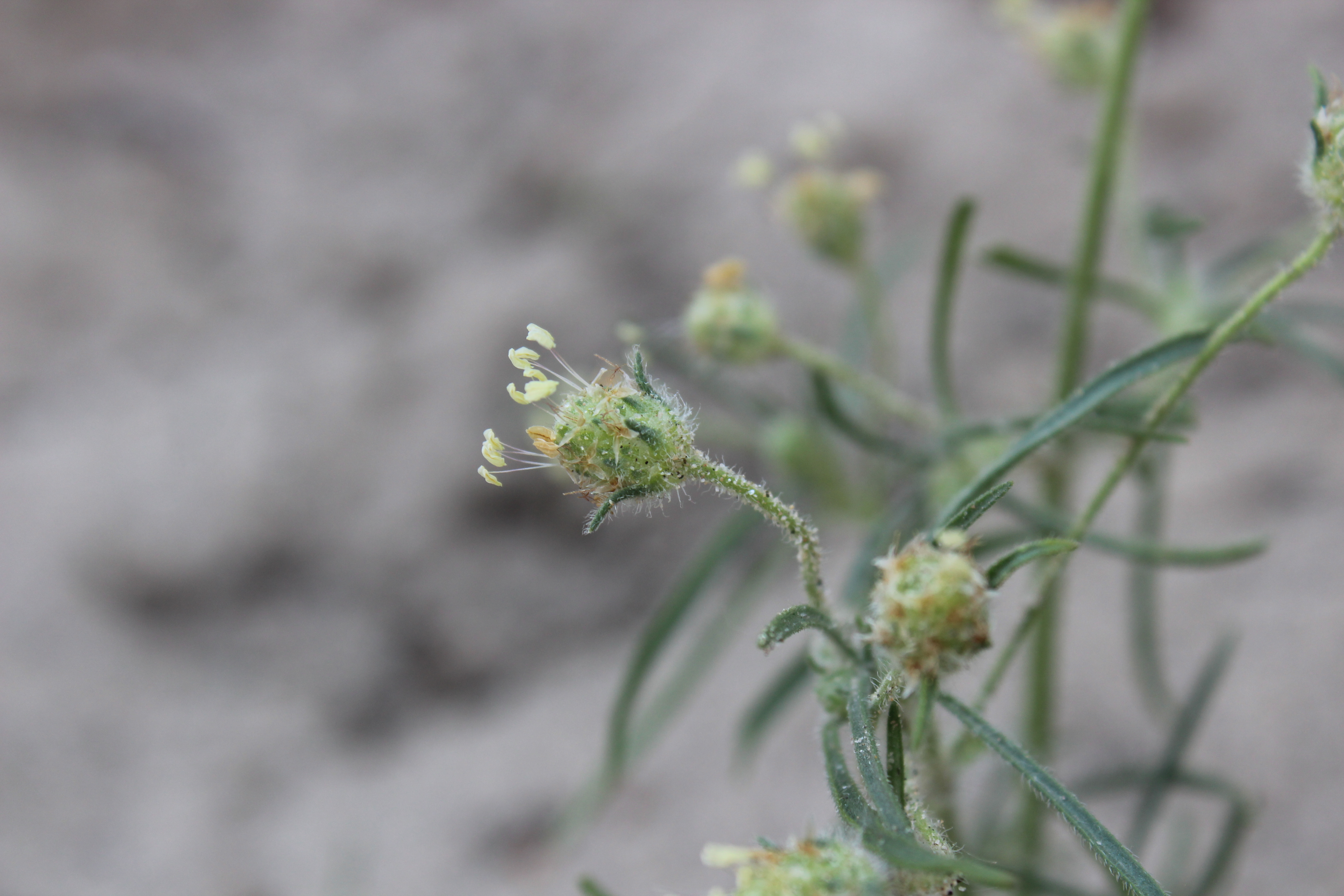 Plantago arenaria (door Niels Jeurink)