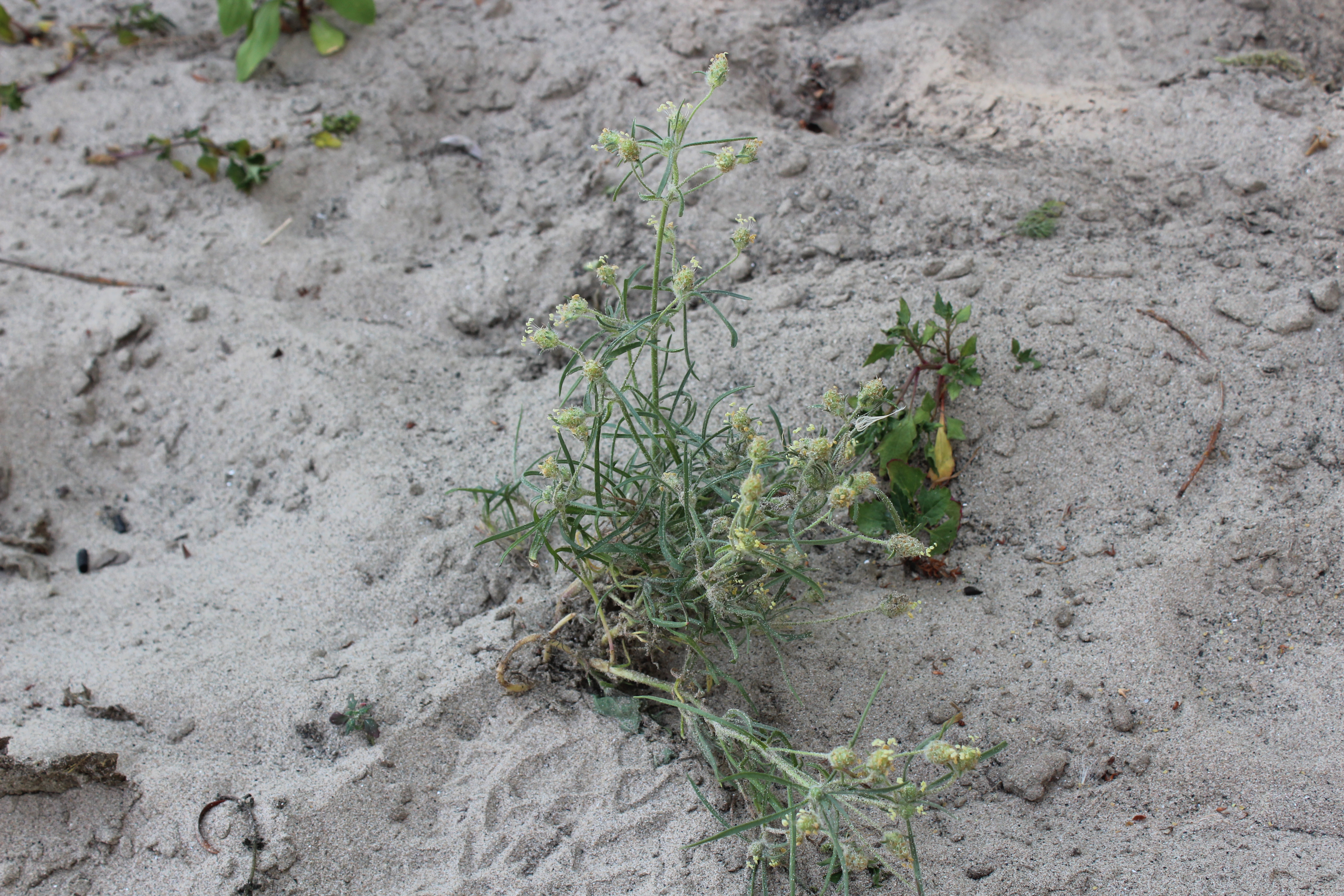 Plantago arenaria (door Niels Jeurink)