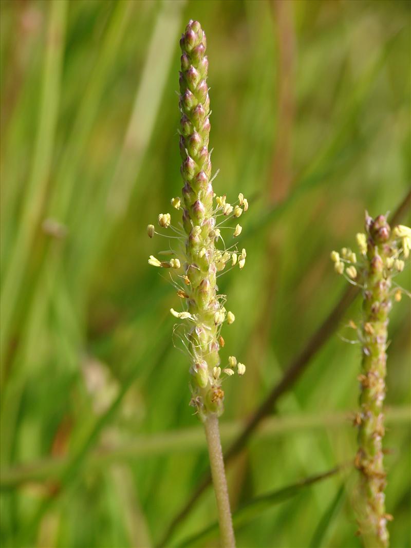 Plantago coronopus (door Adrie van Heerden)