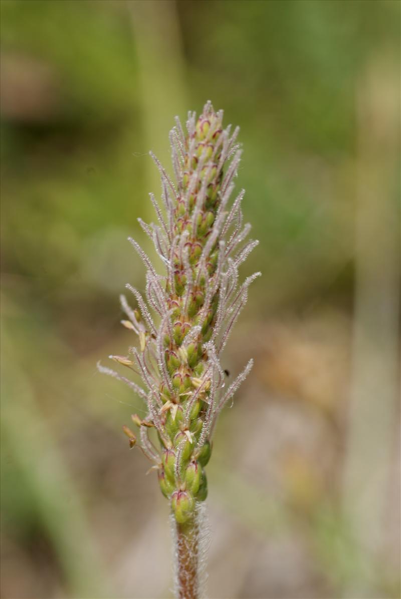 Plantago coronopus (door Adrie van Heerden)