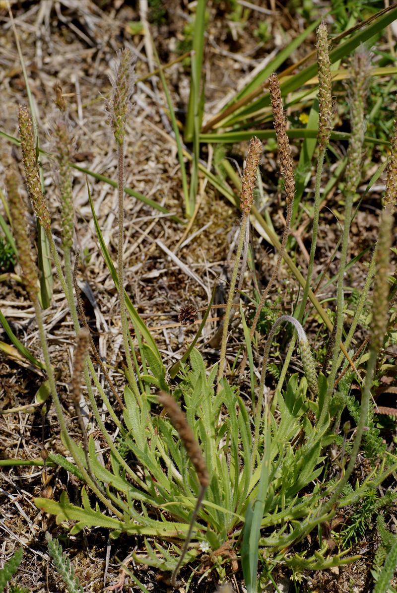 Plantago coronopus (door Adrie van Heerden)