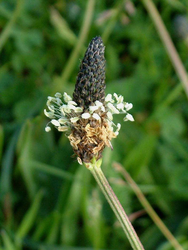 Plantago lanceolata (door Adrie van Heerden)