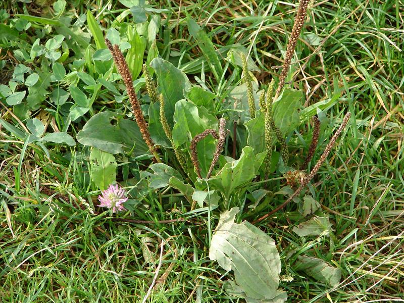 Plantago major subsp. major (door Adrie van Heerden)