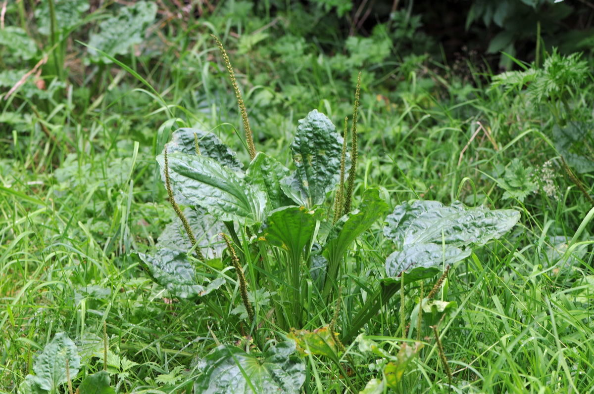 Plantago major subsp. major (door Hans Toetenel)