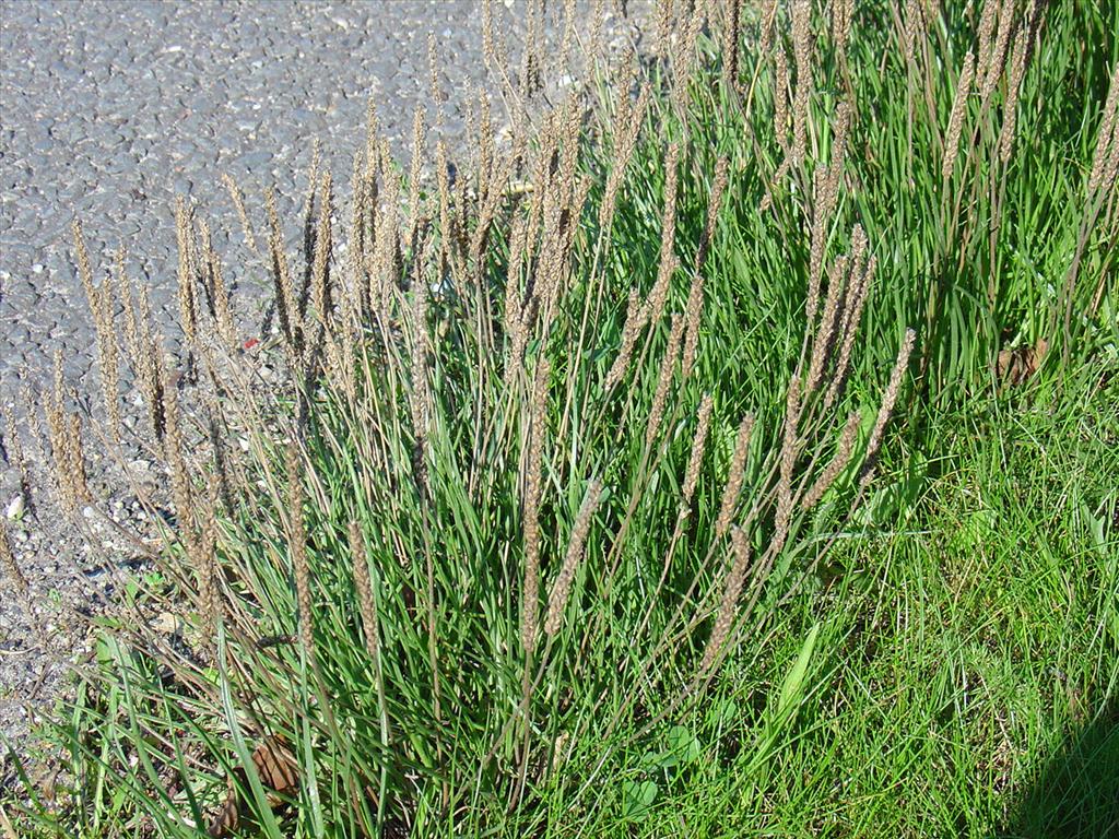 Plantago maritima (door Pieter Stolwijk)