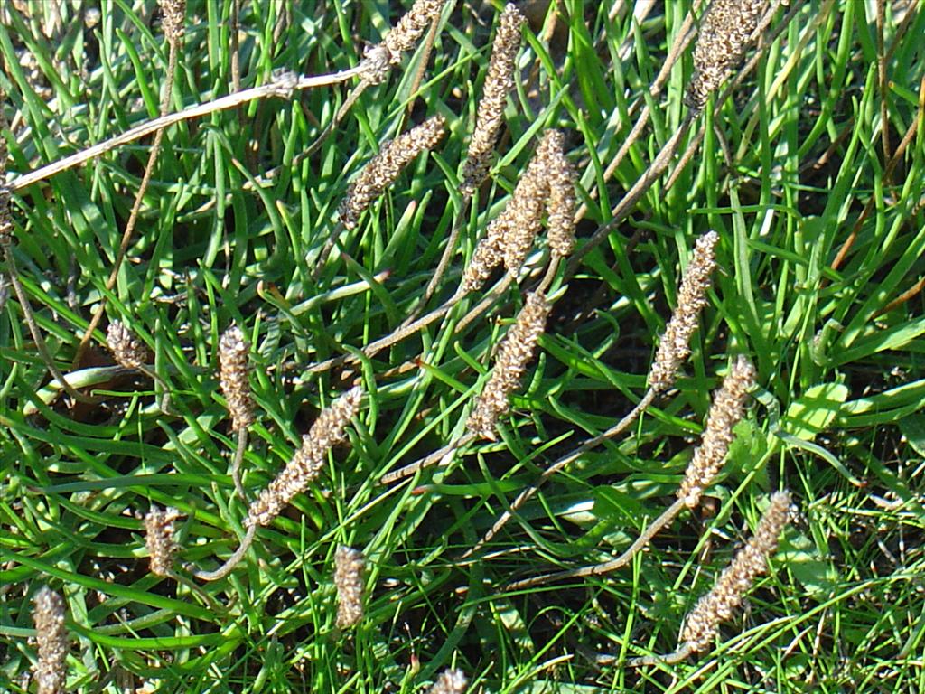 Plantago maritima (door Pieter Stolwijk)