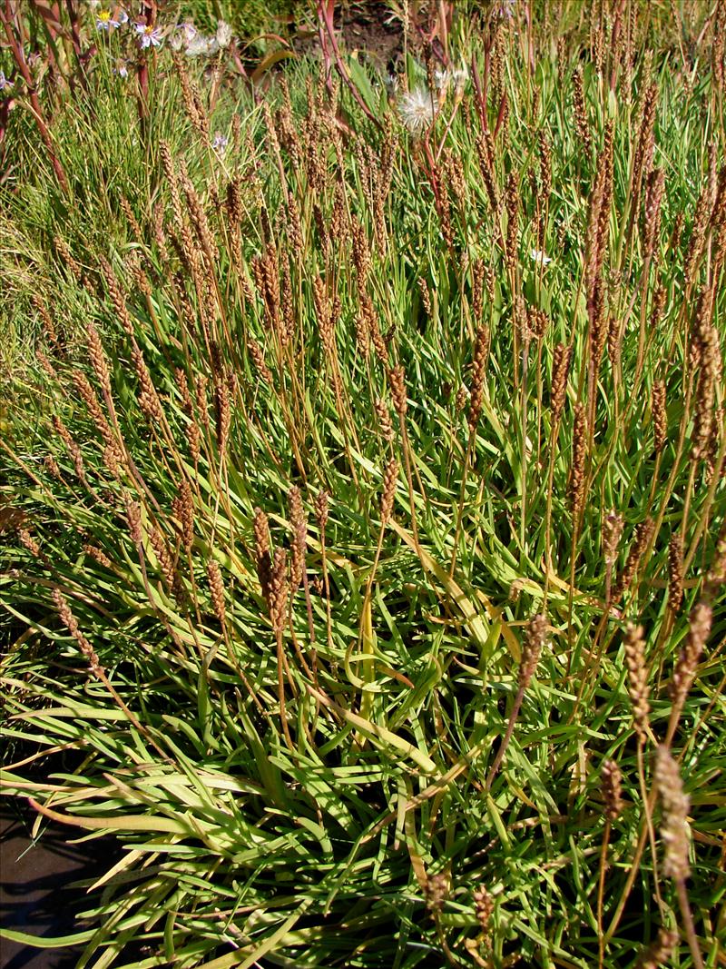 Plantago maritima (door Adrie van Heerden)