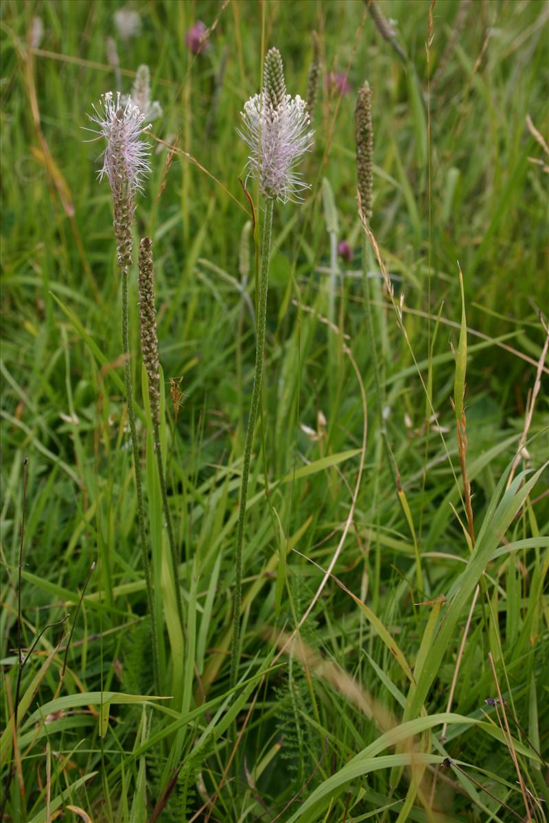 Plantago media (door Niels Jeurink)