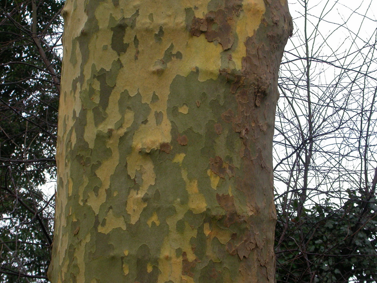 Platanus x hispanica (door Peter Meininger)