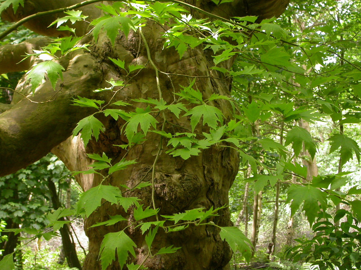 Platanus x hispanica (door Peter Meininger)