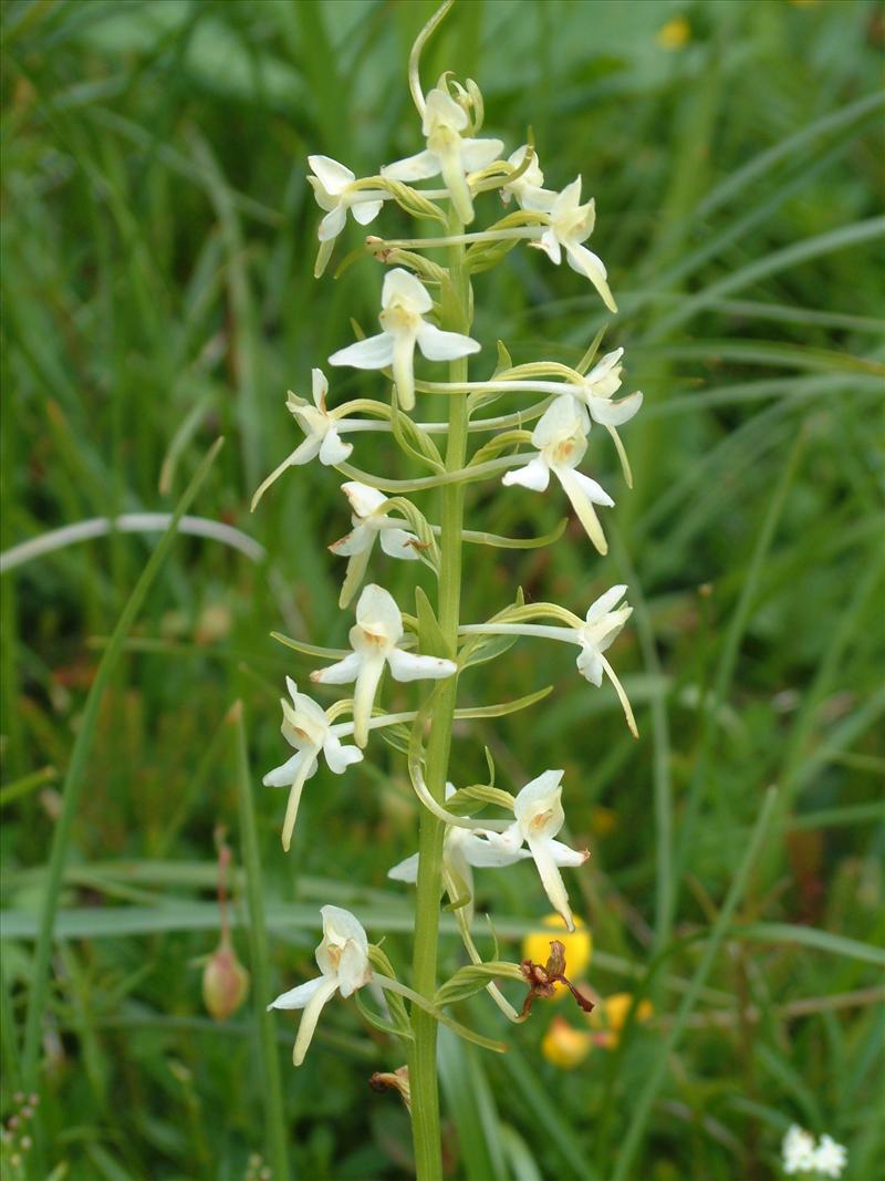 Platanthera bifolia (door Adrie van Heerden)