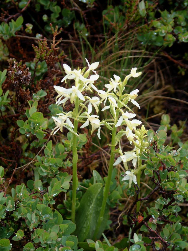 Platanthera bifolia (door Adrie van Heerden)