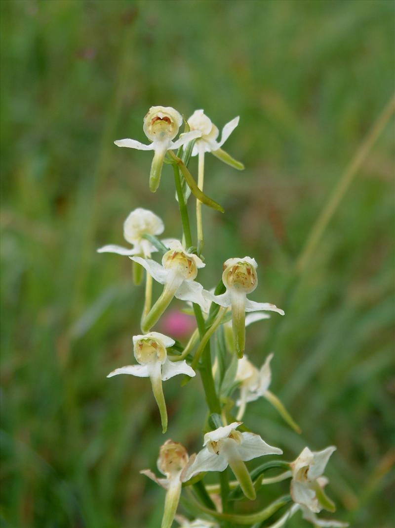 Platanthera chlorantha (door Adrie van Heerden)