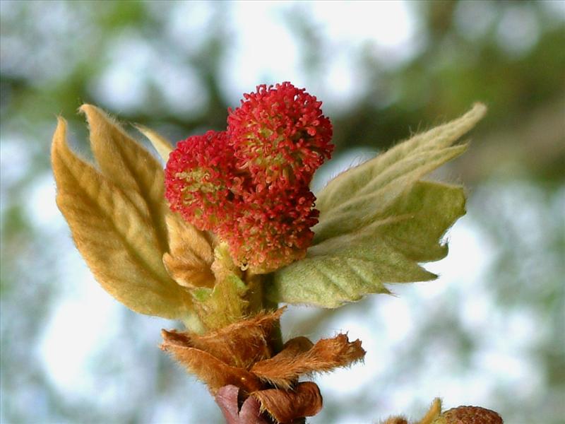 Platanus x hispanica (door Adrie van Heerden)