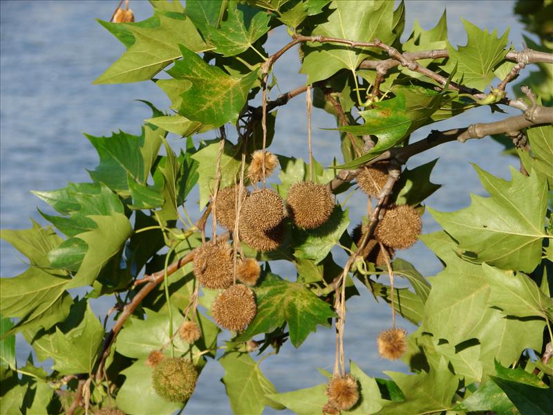 Platanus x hispanica (door Adrie van Heerden)