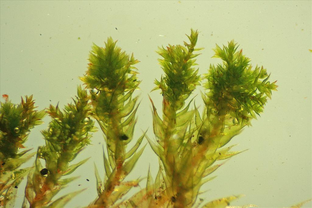 Platygyrium repens (door Jan Kersten)