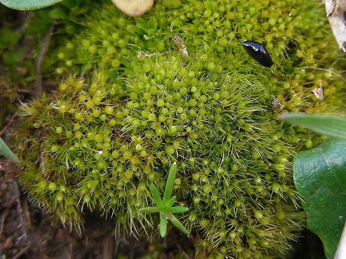 Pleuridium acuminatum (door Michael Lueth (www.milueth.de))