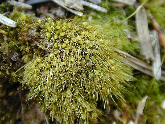 Pleuridium subulatum (door Michael Lueth (www.milueth.de))