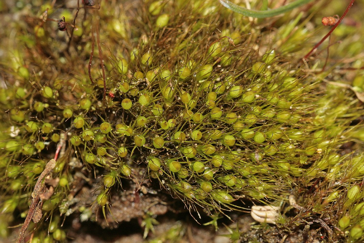 Pleuridium subulatum (door Jan Kersten)