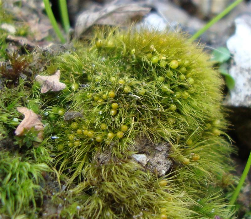 Pleuridium acuminatum (door Hans Wondergem)