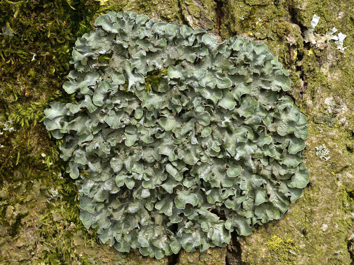 Pleurosticta acetabulum (door Jan Freijer)