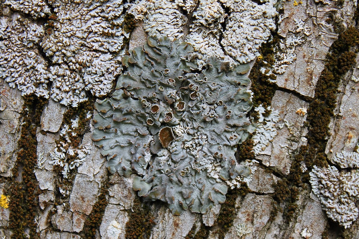 Pleurosticta acetabulum (door Laurens Sparrius)