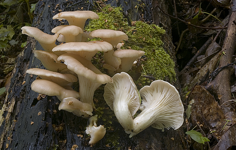 Pleurotus cornucopiae (door Nico Dam)