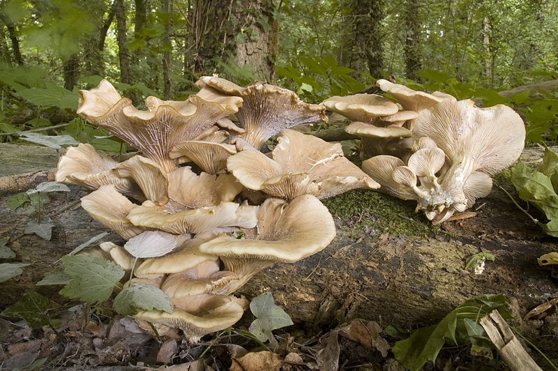 Pleurotus cornucopiae (door Nico Dam)