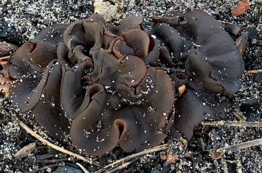 Plicaria trachycarpa (door Jaap van de Berg)