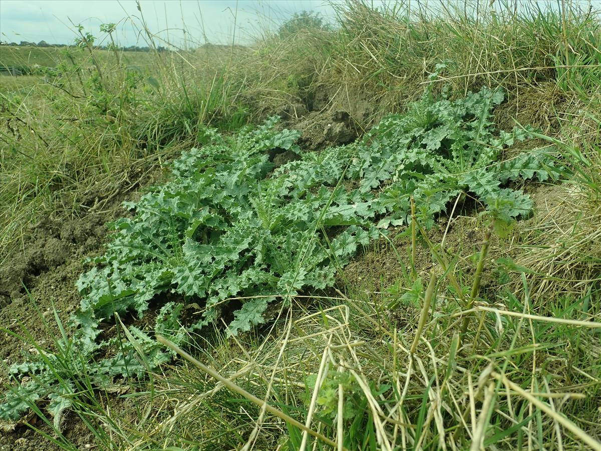 Carduus tenuiflorus (door Gerrit Welgraven)