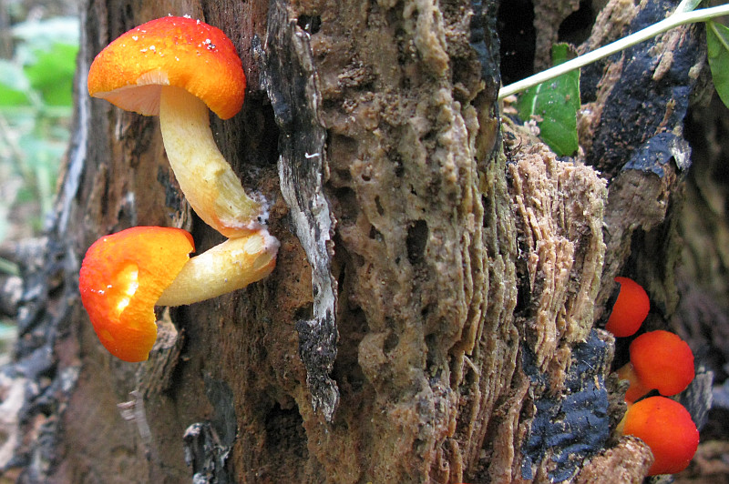 Pluteus aurantiorugosus (door Joop Leertouwer)