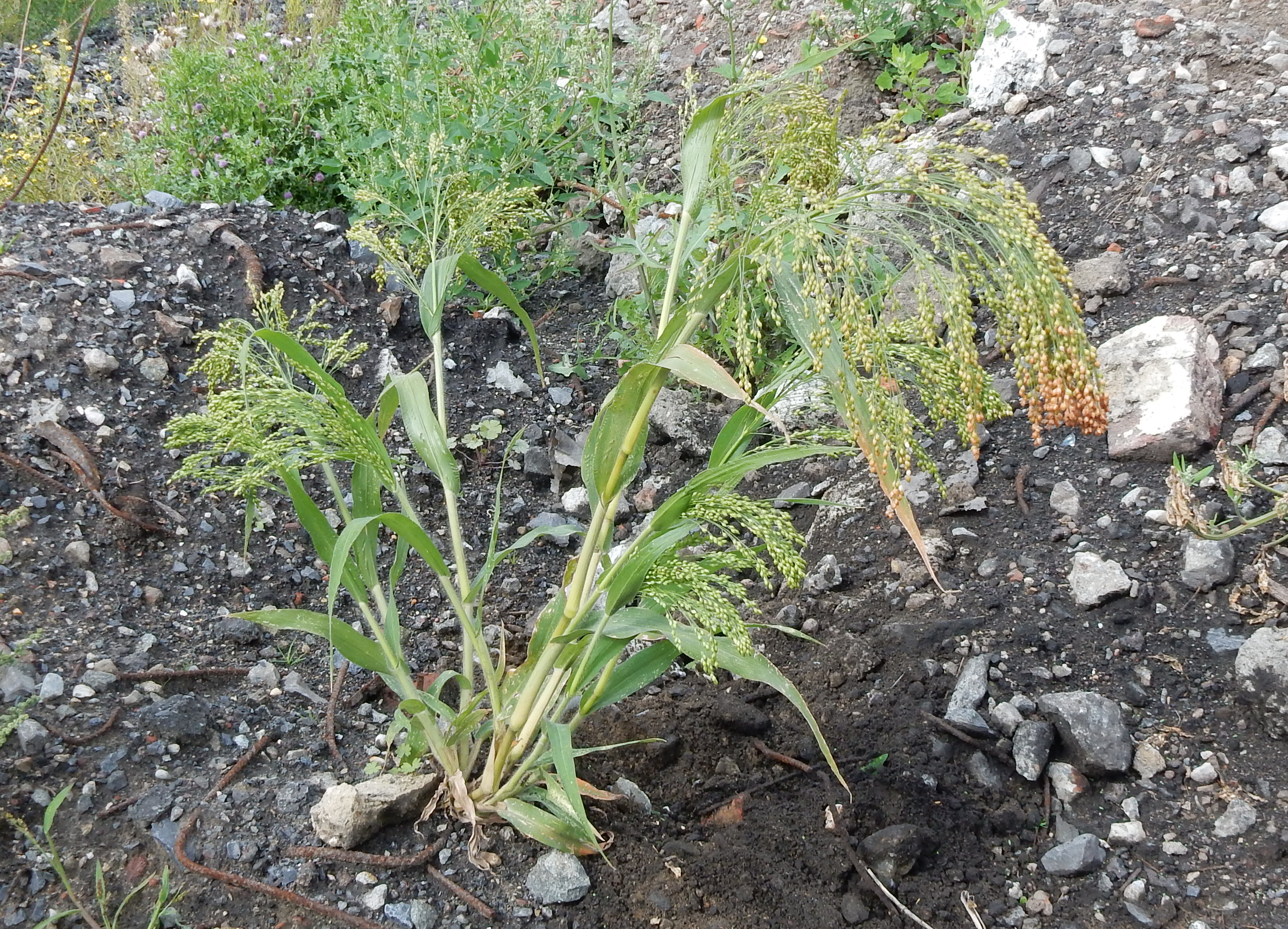 Panicum miliaceum (door Peter Meininger)