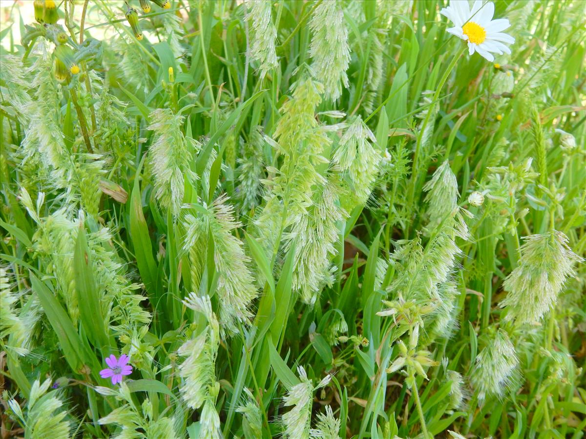 Lamarckia aurea (door Peter Meininger)