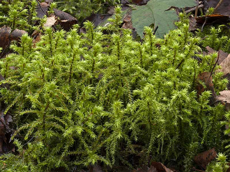 Rhytidiadelphus triquetrus (door Bart Horvers)