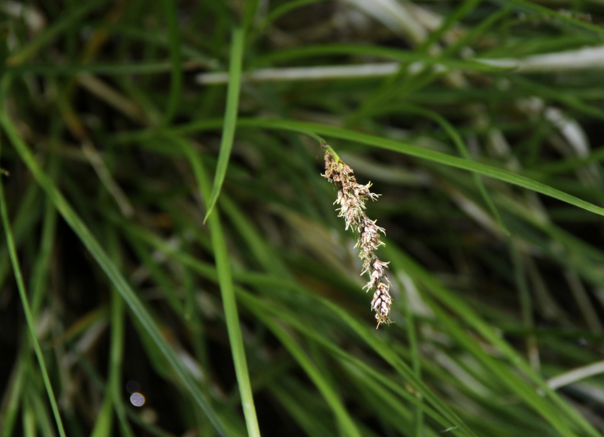 Carex paniculata subsp. paniculata (door Peter Meininger)