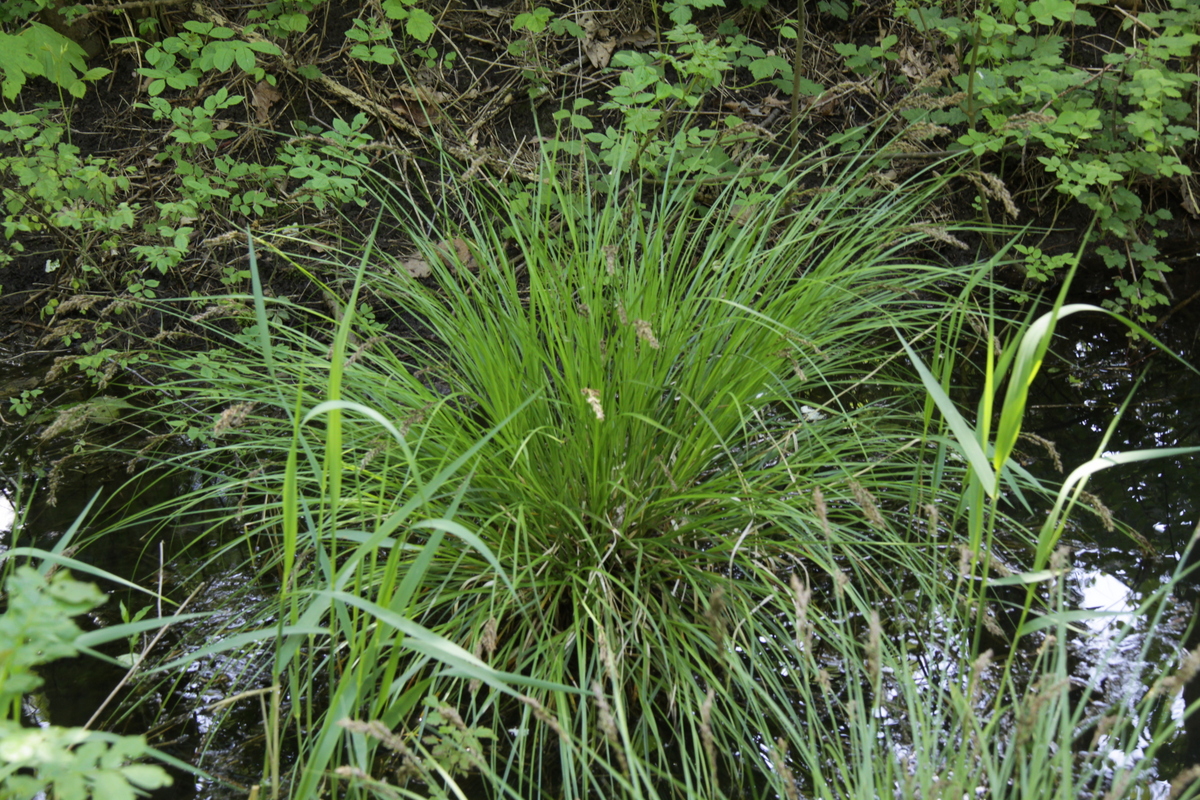 Carex paniculata subsp. paniculata (door Peter Meininger)