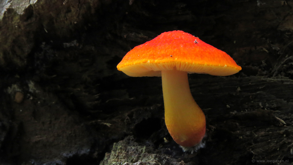 Pluteus aurantiorugosus (door Loe Giesen)