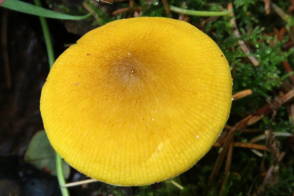 Pluteus chrysophaeus (door Laurens van Run)