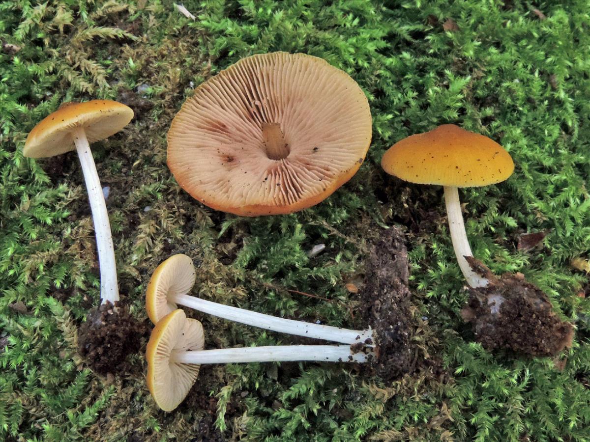 Pluteus chrysophaeus (door Jaap Wisman)
