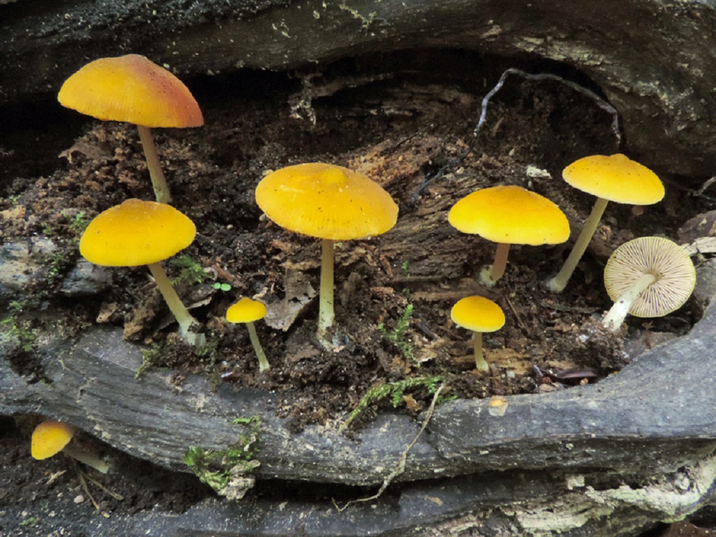 Pluteus chrysophaeus (door Jaap Wisman)