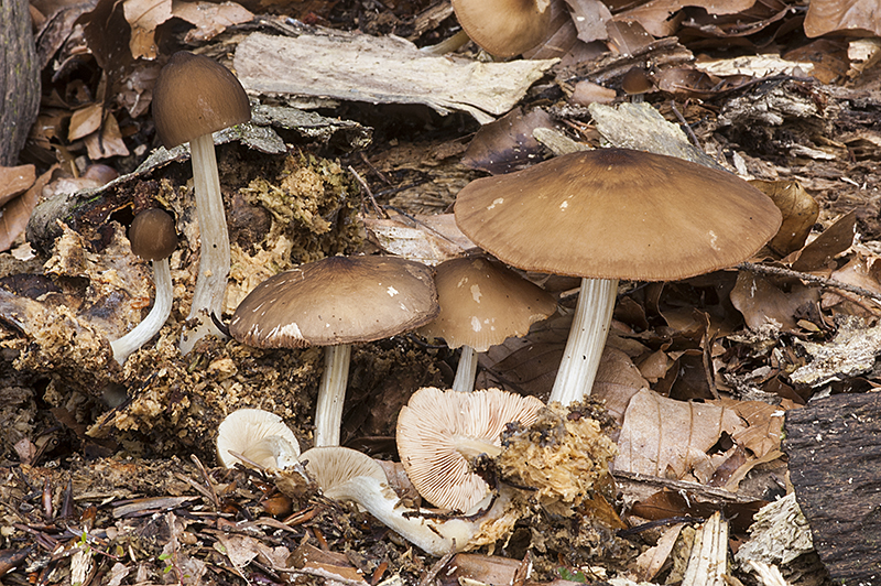 Pluteus luctuosus (door Nico Dam)