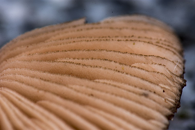 Pluteus luctuosus (door Nico Dam)