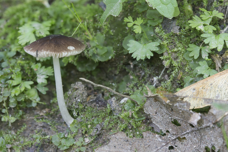 Pluteus nanus (door Menno Boomsluiter)