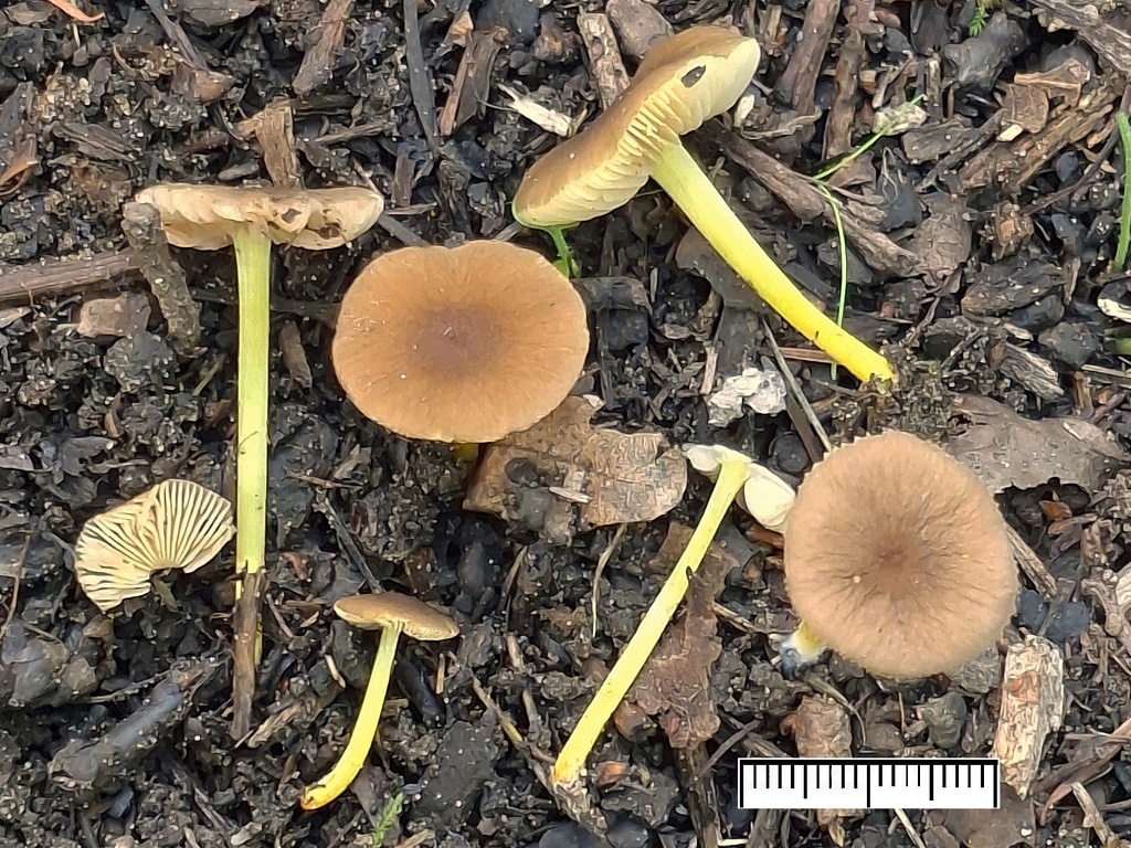 Pluteus romellii (door Jaap Wisman)
